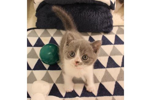 成約済の大阪府のブリティッシュショートヘア-6458の1枚目